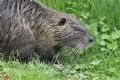 Myocastor coypus